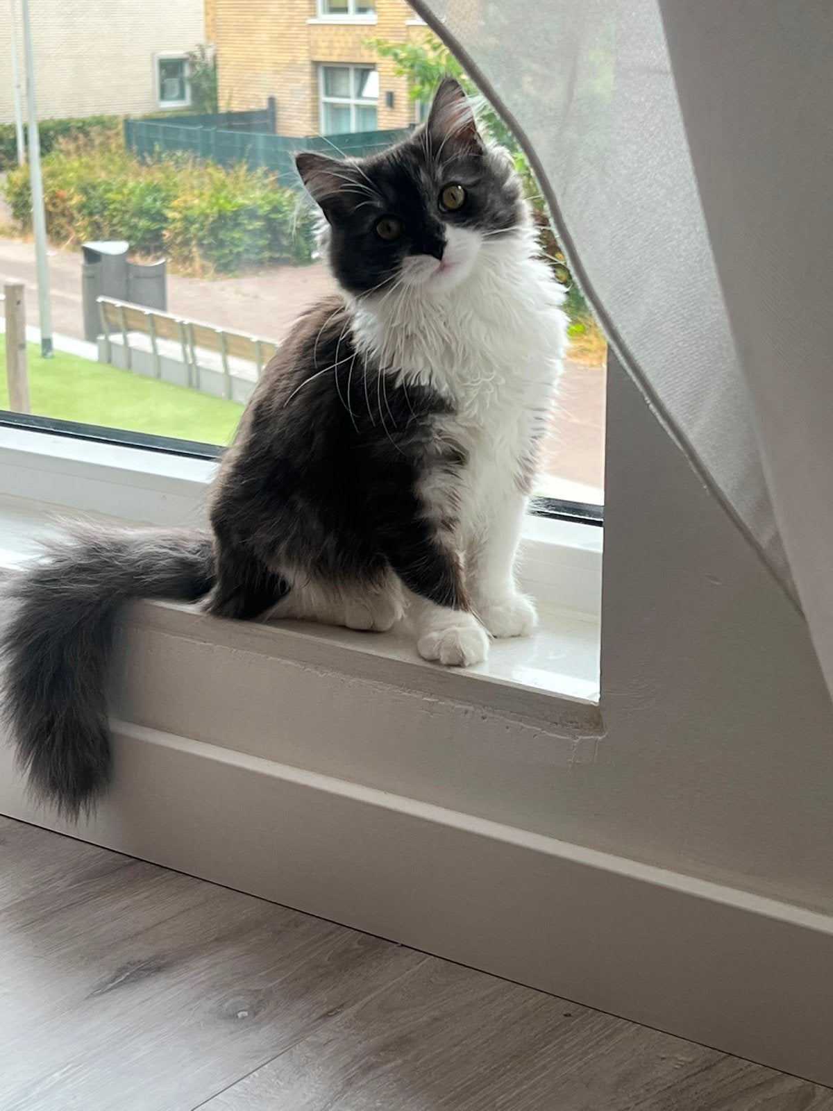 Lieve kitten Ragdoll Britse korthaar Maincoon, Poes, 0 tot 2 jaar