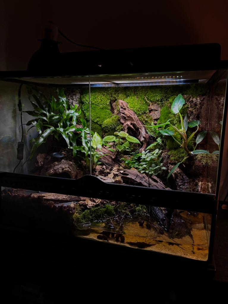 Prachtig paludarium exo terra, Dieren en Toebehoren, Ophalen of Verzenden, Zo goed als nieuw