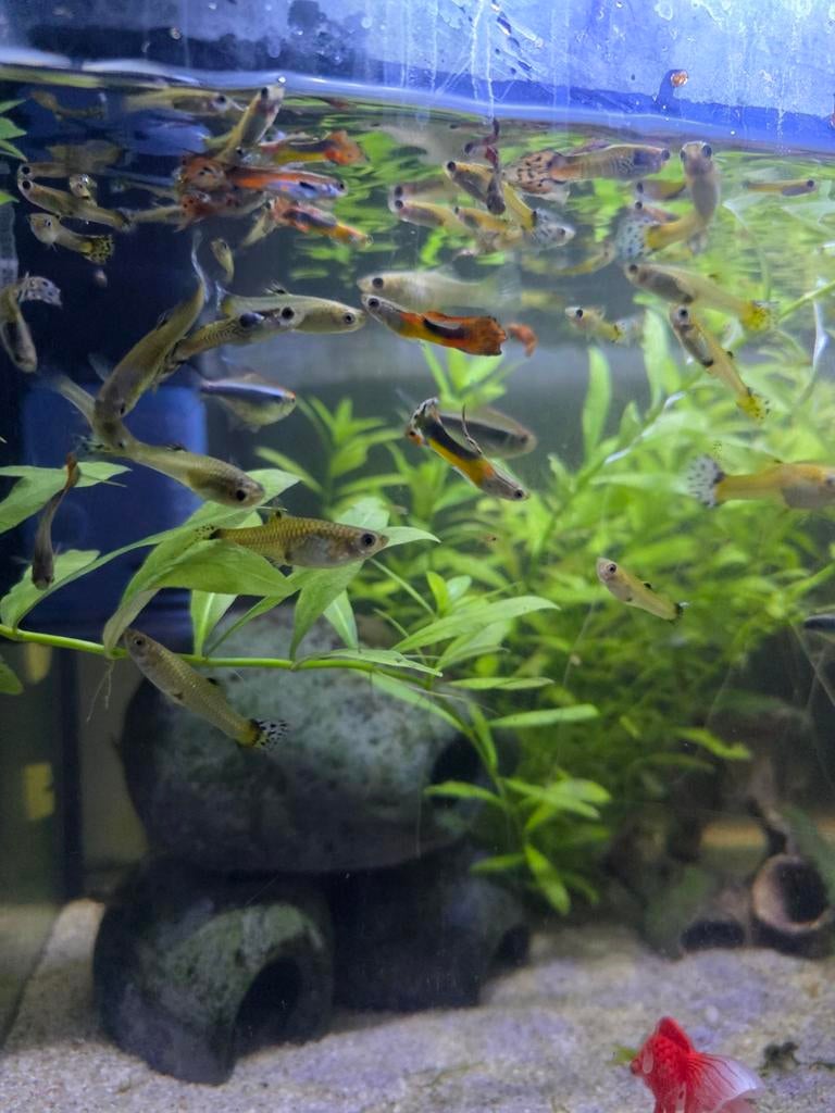 Diversen guppy's te koop., Ophalen