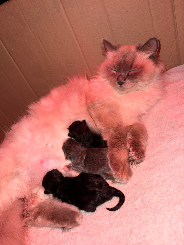 Lieve kittens zoeken hun forever home, Meerdere dieren, Ontwormd, 0 tot 2 jaar