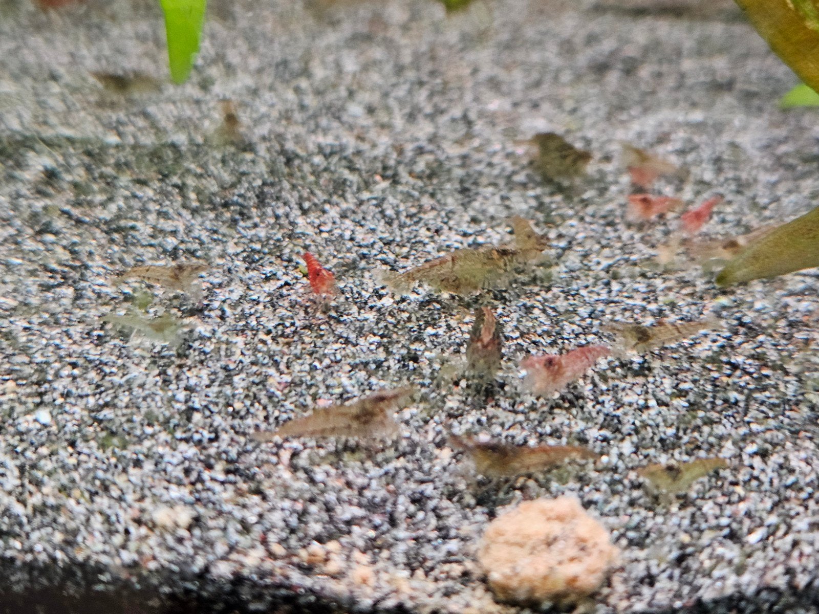 Garnalen, Dieren en Toebehoren, Vissen | Aquariumvissen, Kreeft, Krab of Garnaal, Zoetwatervis