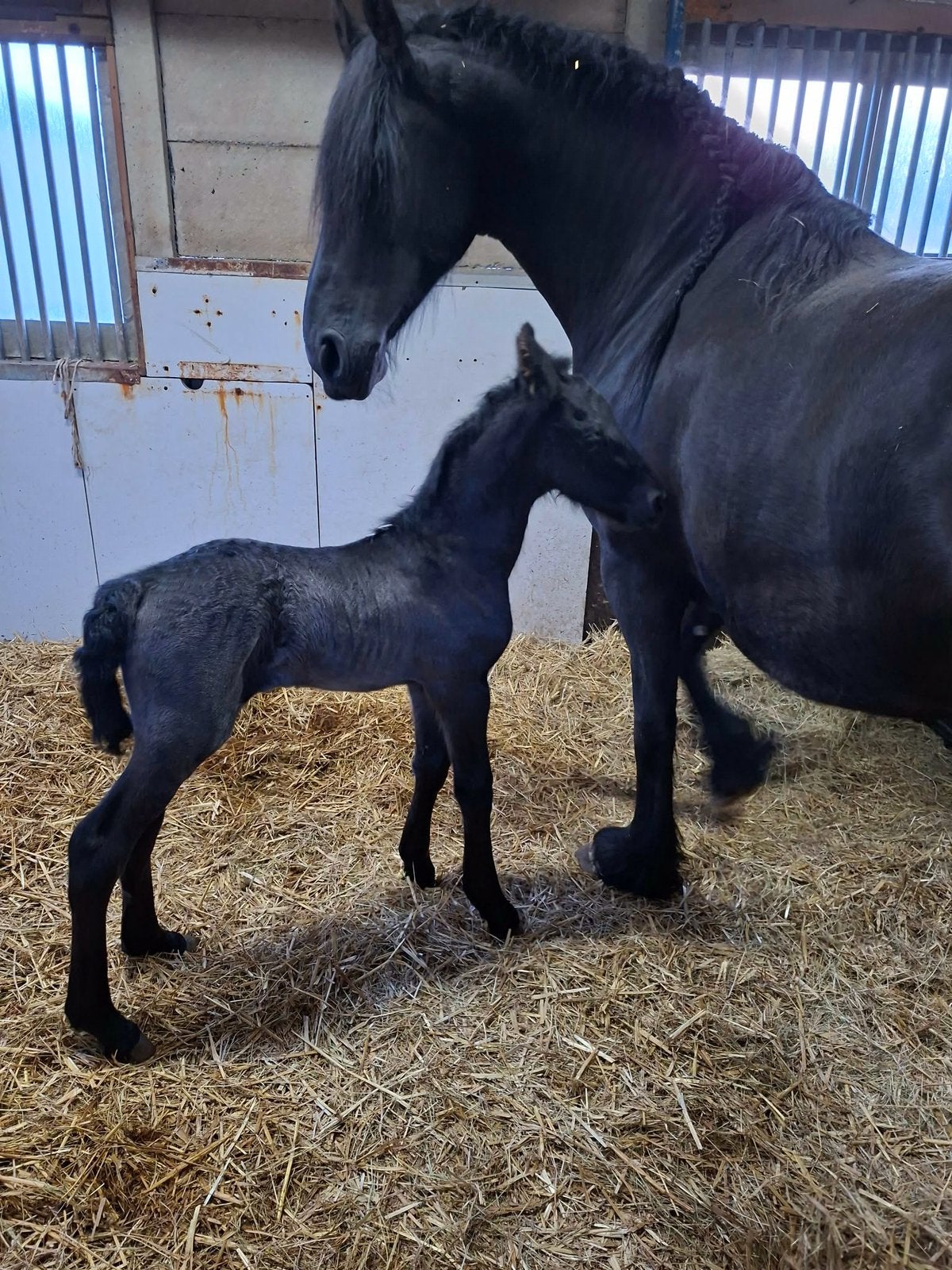 Fries Hengstveulen te koop, Dieren en Toebehoren, Paarden, Hengst, Niet van toepassing, Minder dan 160 cm, 0 tot 2 jaar