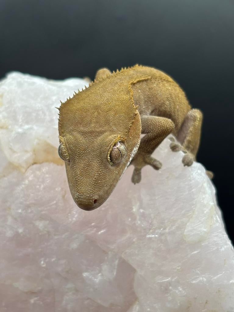 1.0 wimpergekko pathernles, Dieren en Toebehoren, Hagedis, 0 tot 2 jaar