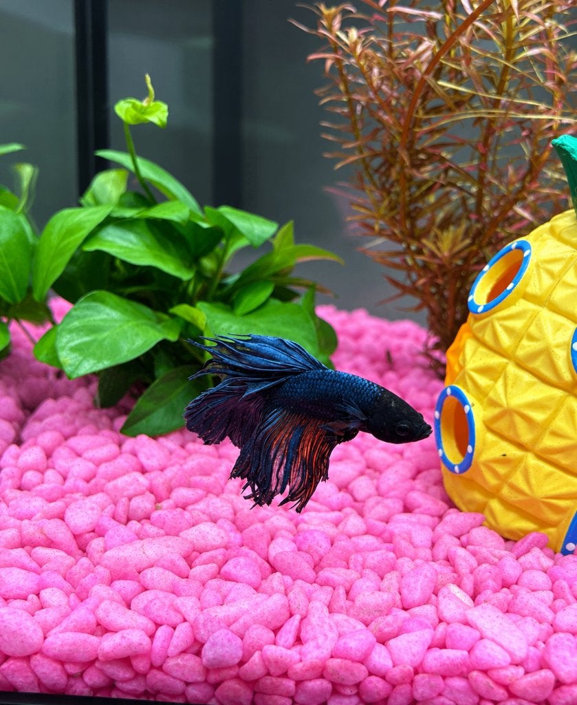 Betta Vis, Vis, Zoetwatervis