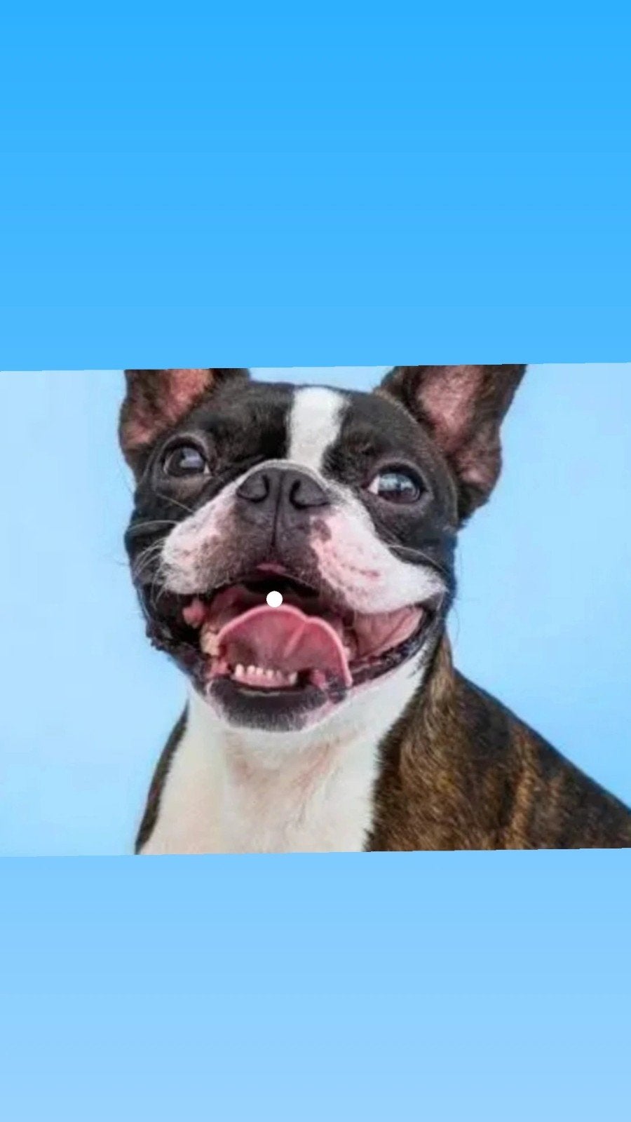 gezin met kindje zoeken boston terrier, 15 weken tot 1 jaar, Overige rassen, Teef, Eén hond