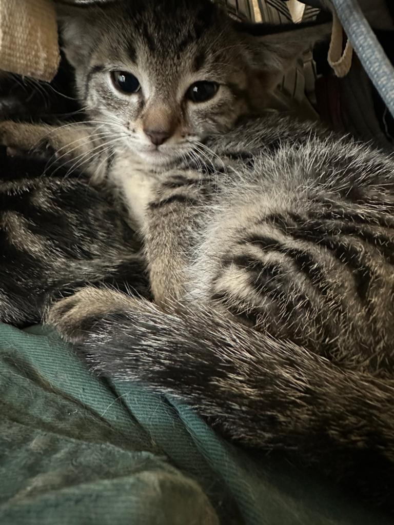 Laatste kitten zoek nog een gouden mandje, Dieren en Toebehoren, Katten en Kittens | Overige Katten, Geslacht onbekend, Kortharig