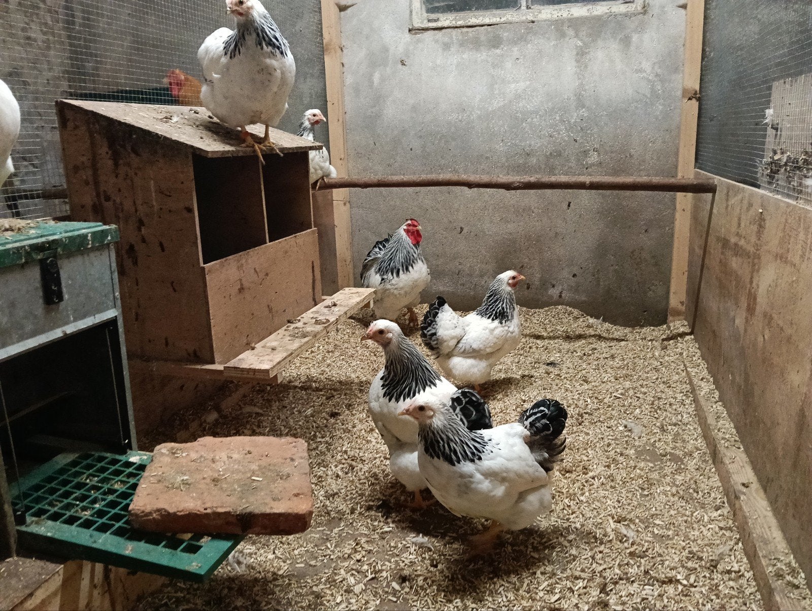 wyandotte broedeieren, Dieren en Toebehoren