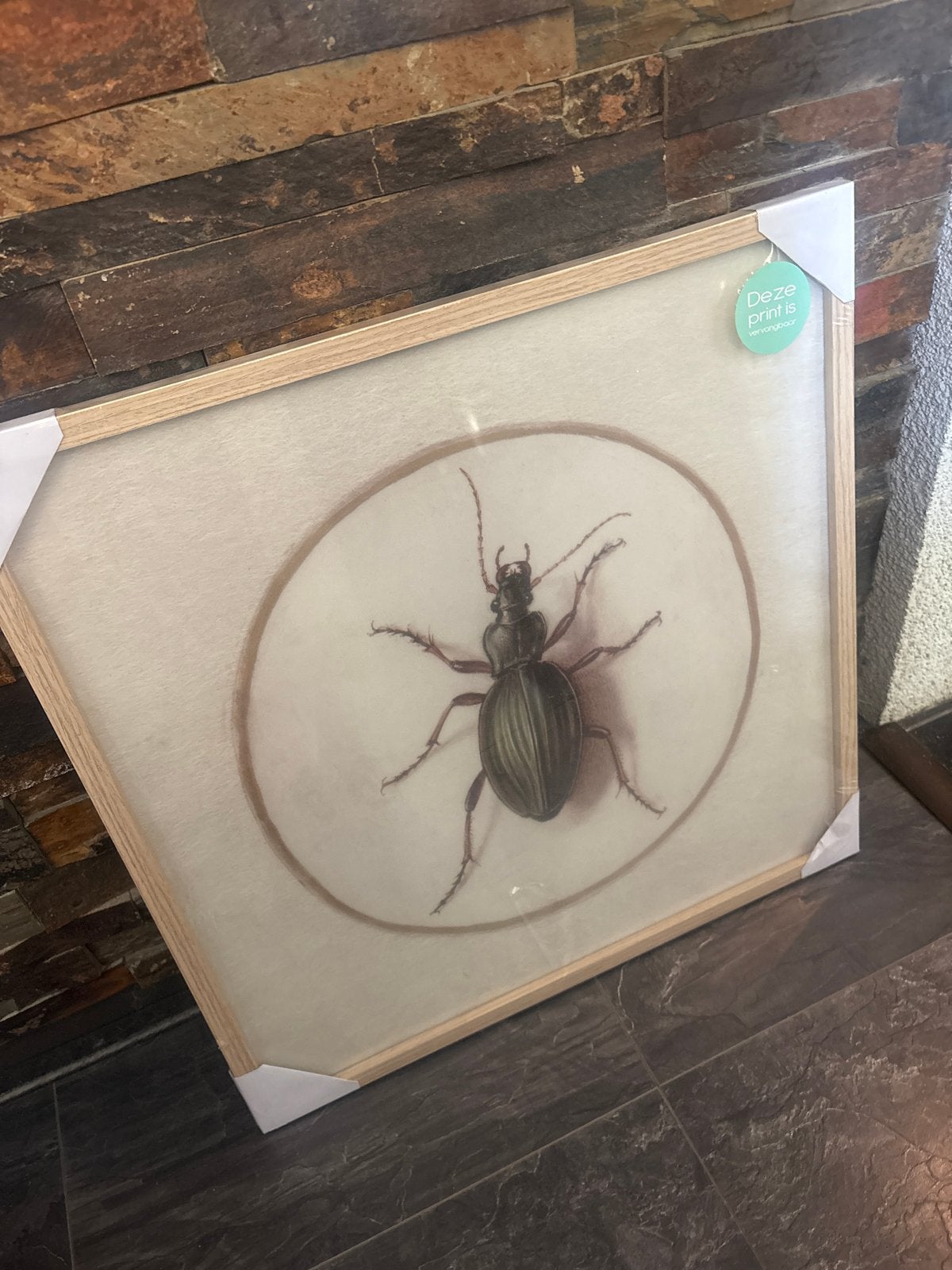 Ingelijste print van een kever - Nieuw, Ophalen, Minder dan 50 cm, Nieuw, Print