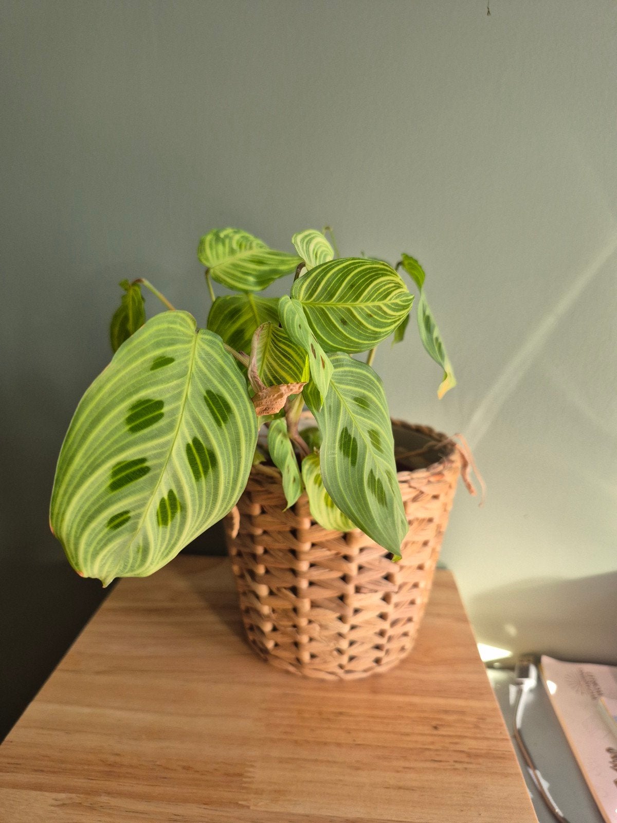 Maranta leuconeura zonder pot, Ophalen of Verzenden, Halfschaduw, Minder dan 100 cm