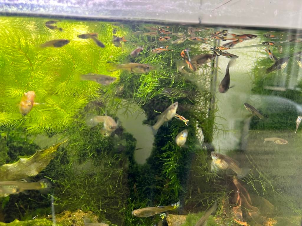 Guppies €1,- per stuk, Vis