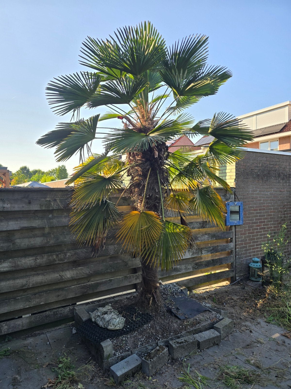 Mooie Palmboom 3,5m+ hoog, Tuin en Terras, Planten | Bomen, 250 tot 400 cm, Zomer, Palmboom, Ophalen