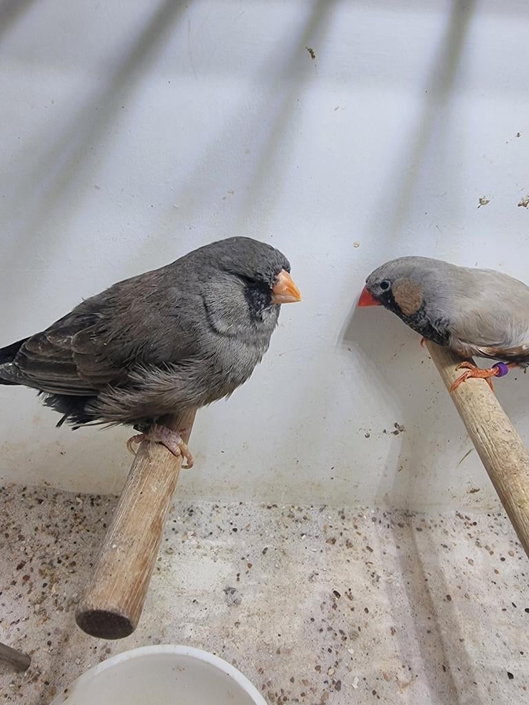 Te koop koppel charcoal Bleekrug, Dieren en Toebehoren, Vogels | Overige Vogels, Meerdere dieren