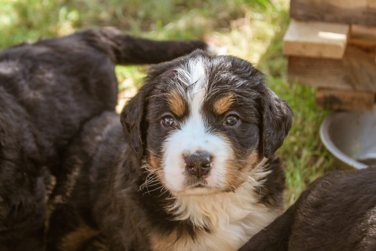 Berner sennen pups, 8 tot 15 weken, Meerdere, Meerdere dieren, Middel