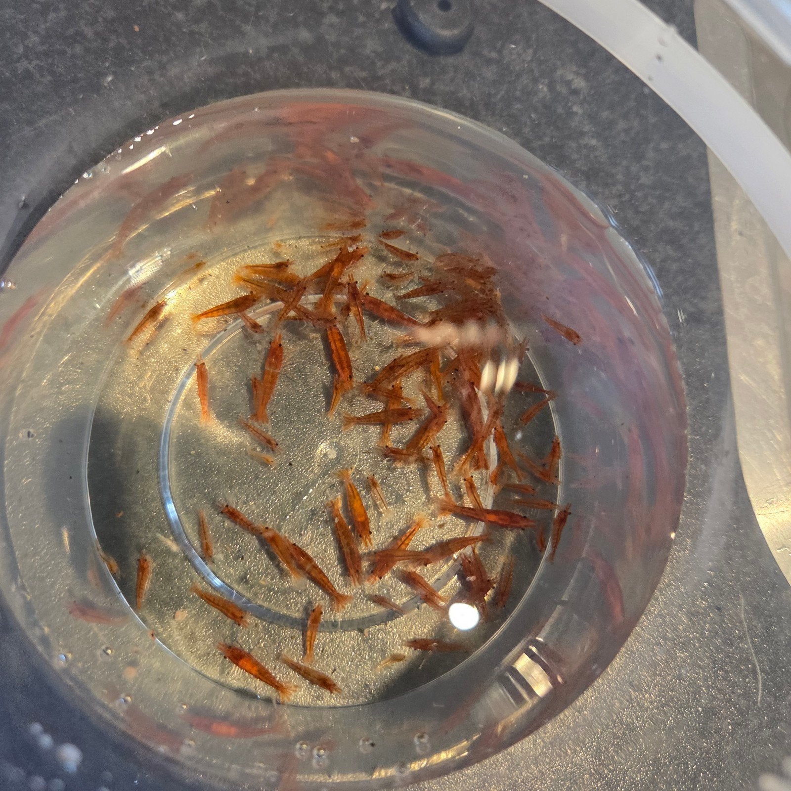 100x vuurgarnalen€ 35, Kreeft, Krab of Garnaal, Zoetwatervis