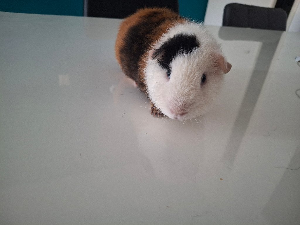 US Teddy beer, Dieren en Toebehoren, Cavia, April, Mannelijk, Tam