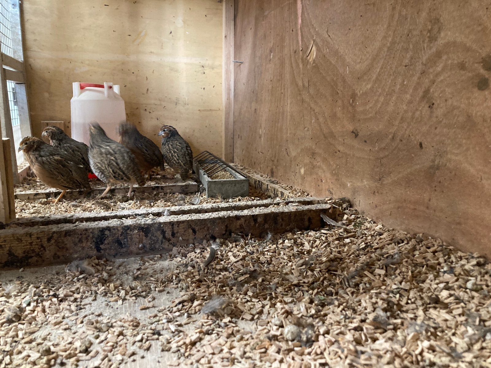 Te koop jungle Bush kwartels, Dieren en Toebehoren, Vogels | Overige Vogels, Meerdere dieren, Geringd