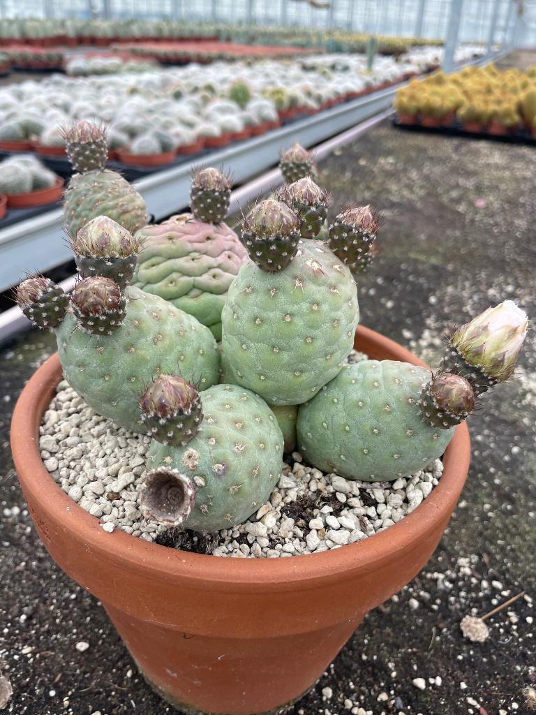 Cactus Tephrocactus Geometricus van oorsprong uit Argentinie, Huis en Inrichting, Kamerplanten, Cactus, Minder dan 100 cm, Bloeiende kamerplant