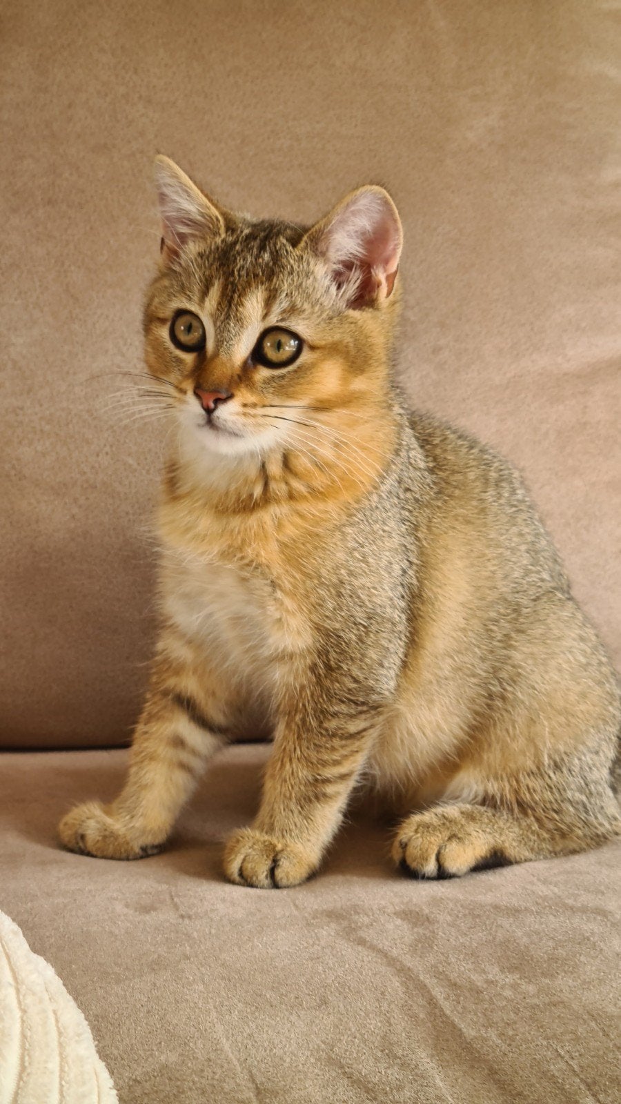 rood britse kitten, Dieren en Toebehoren, Kater, Ingeënt, 0 tot 2 jaar