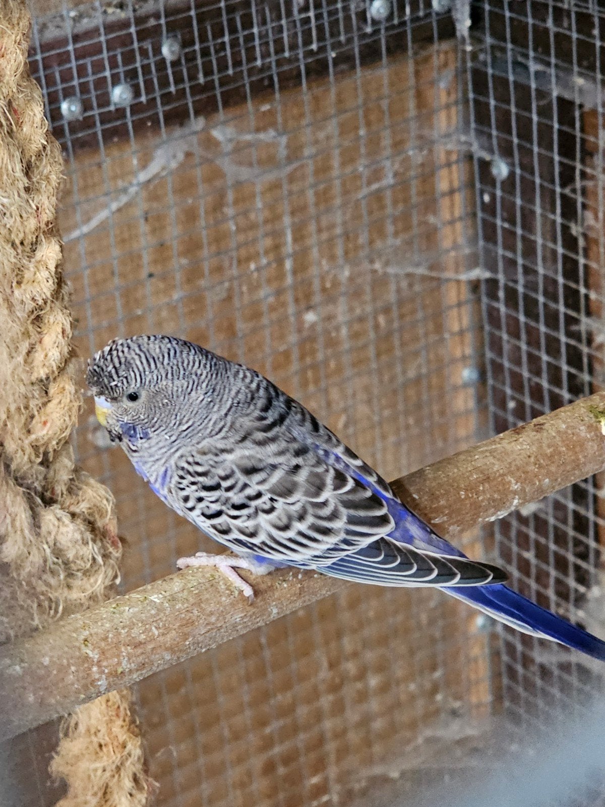 Te koop 2 blackface violet parkiet, Meerdere dieren, Parkiet, Geringd