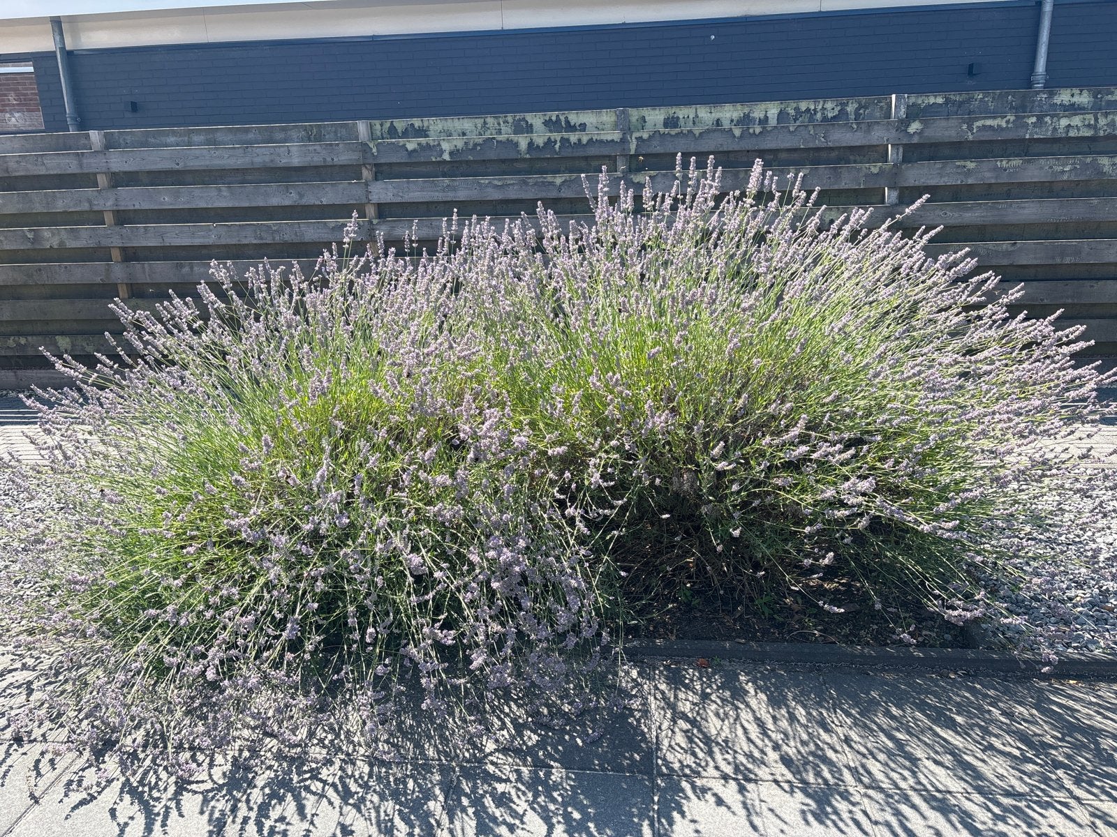Grote Lavendelplanten XXL - Prachtige Geurende Struiken, Ophalen, Volle zon, Vaste plant, Kruiden