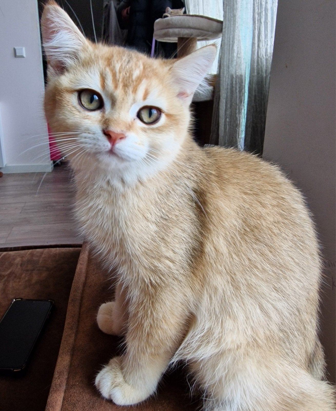 Britse Korthaar | Kitten | Prachtige black golden shaded, Dieren en Toebehoren, Kater, Ontwormd, 0 tot 2 jaar