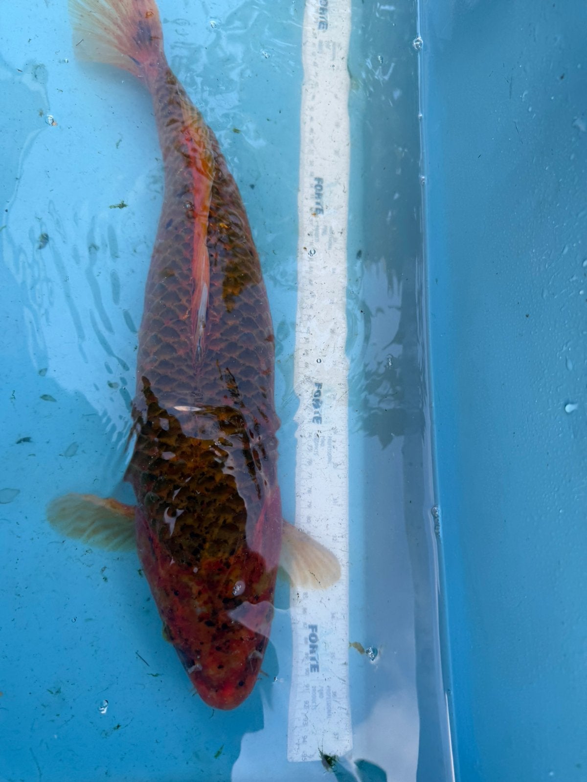 Kin Matsuba koi, Karper of Koi