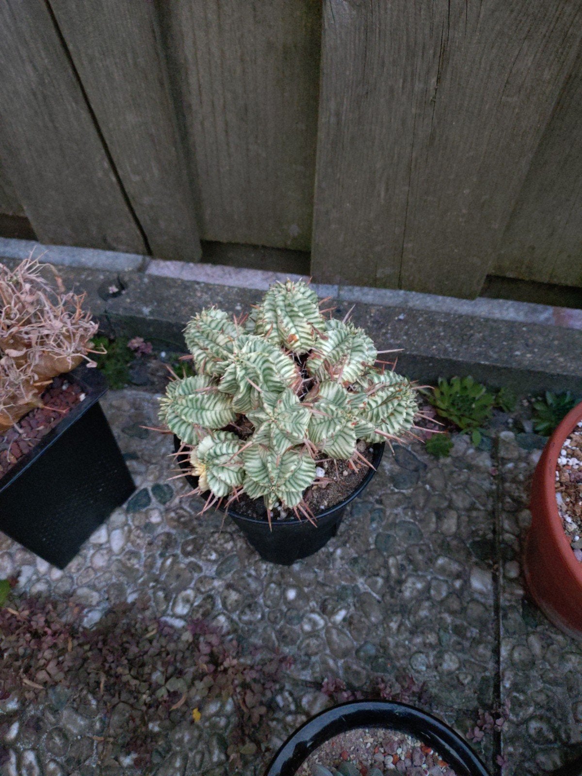 Euphorbia variegata inclusief pot, Ophalen, Minder dan 100 cm, In pot, Cactus