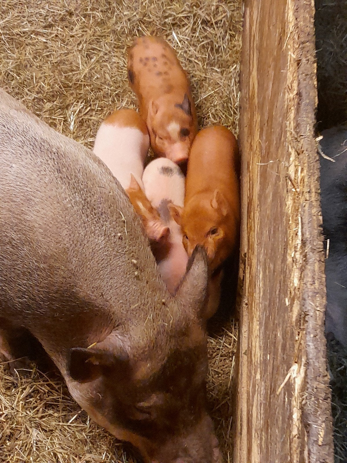 mini gottinger bigjes, Meerdere dieren