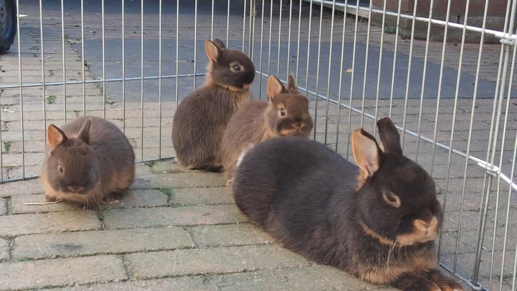 Kleurdwerg Tan kleur dwerg rammetjes jonge konijntjes!!, Meerdere dieren, Dwerg