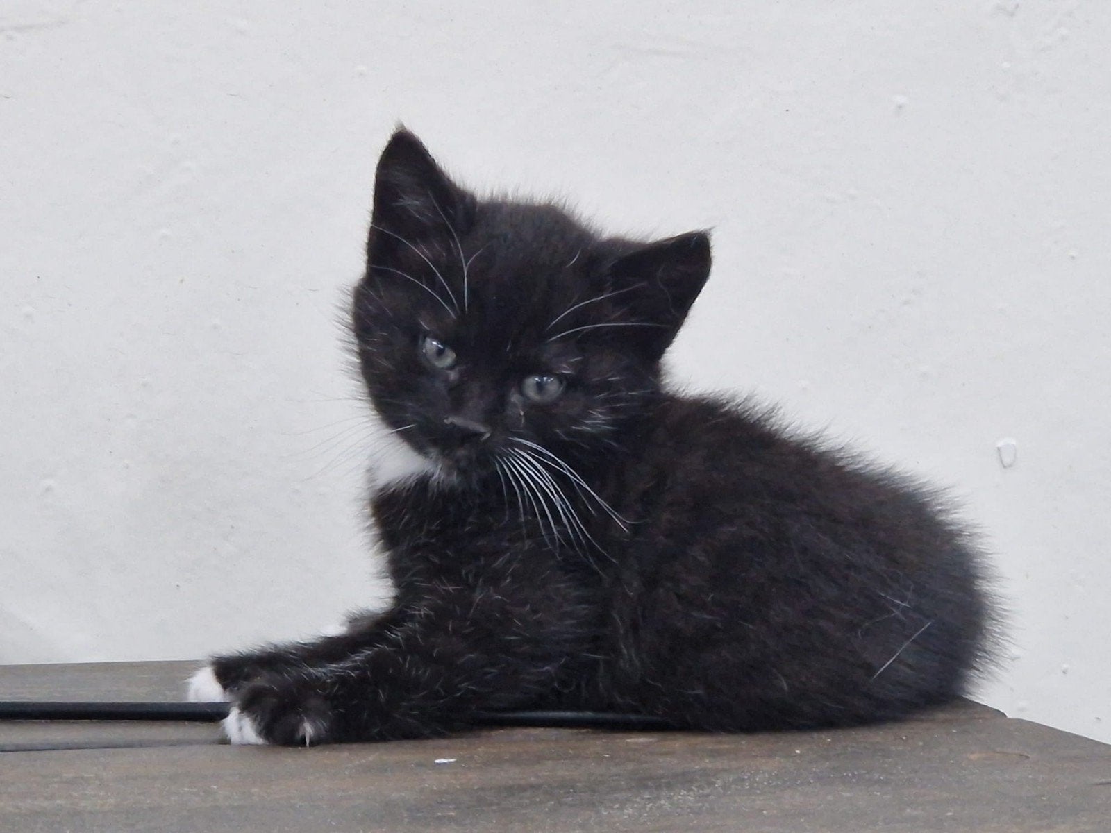 Lieve boerderij kittens te koop!, Dieren en Toebehoren