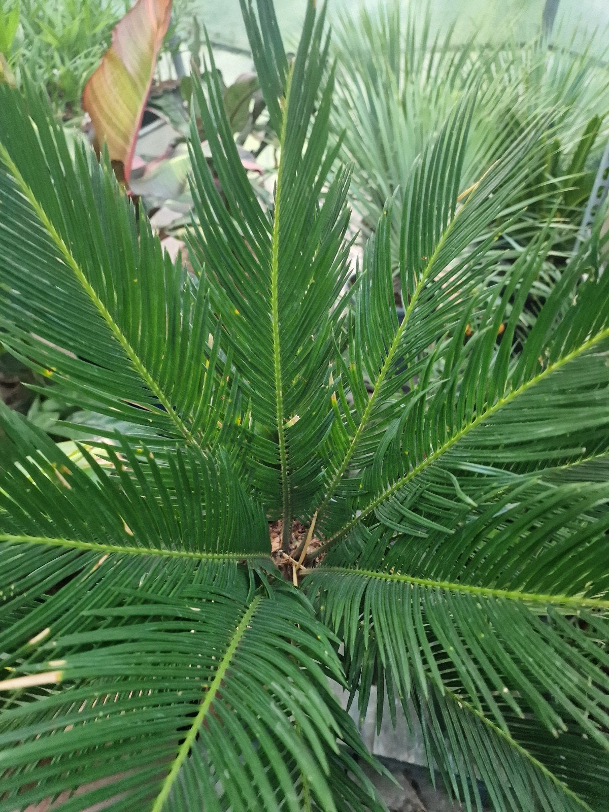 Cycas Revoluta - Japanse Sagopalm, Ophalen of Verzenden