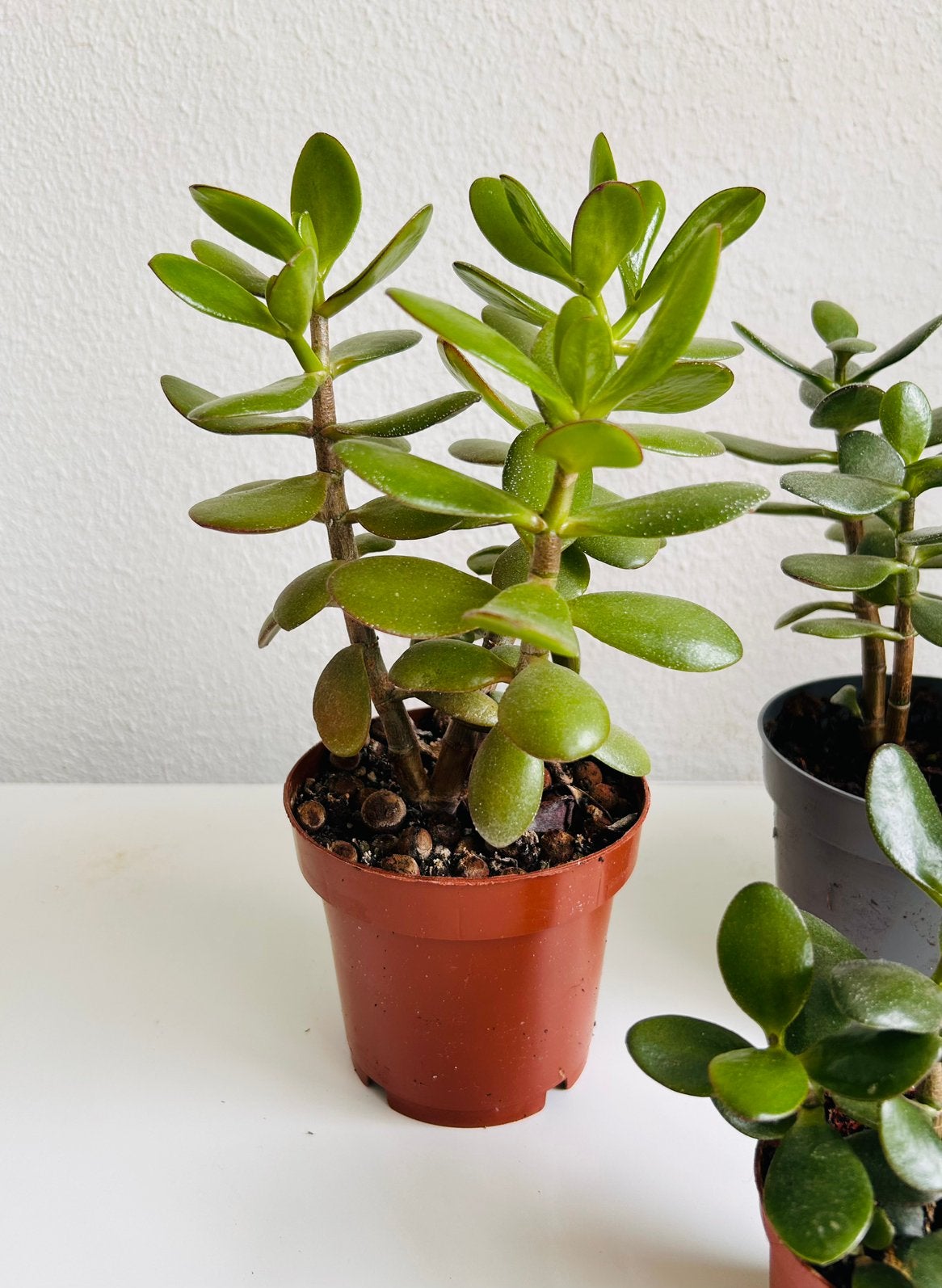 Crassula Ovata 30cm Vetplant | Jade Plant Muntenboom, Ophalen of Verzenden, In pot, Halfschaduw, Minder dan 100 cm