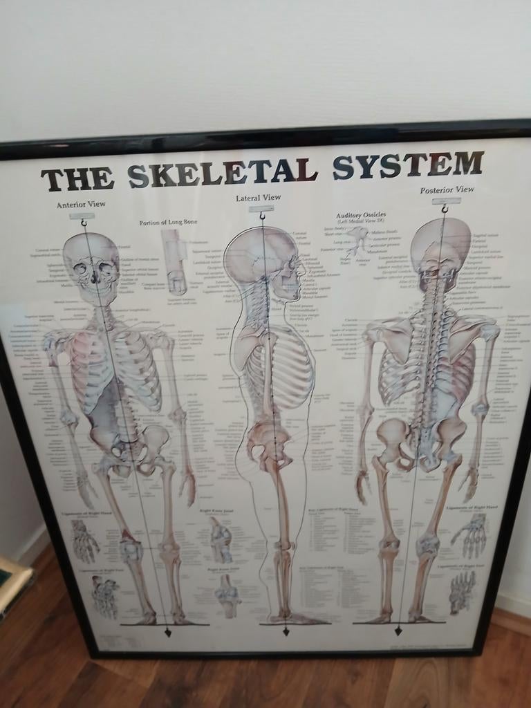 Skelet Tekening - The Skeletal System, Ophalen, Gebruikt, Tekening, 75 cm of meer