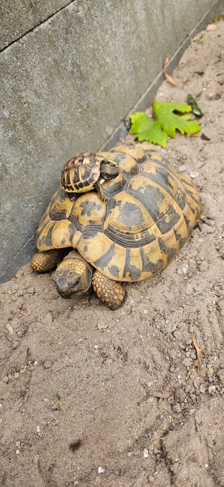 Prachtige jonge landschildpadjes Tortoise - unknown for sale from mamavandrie