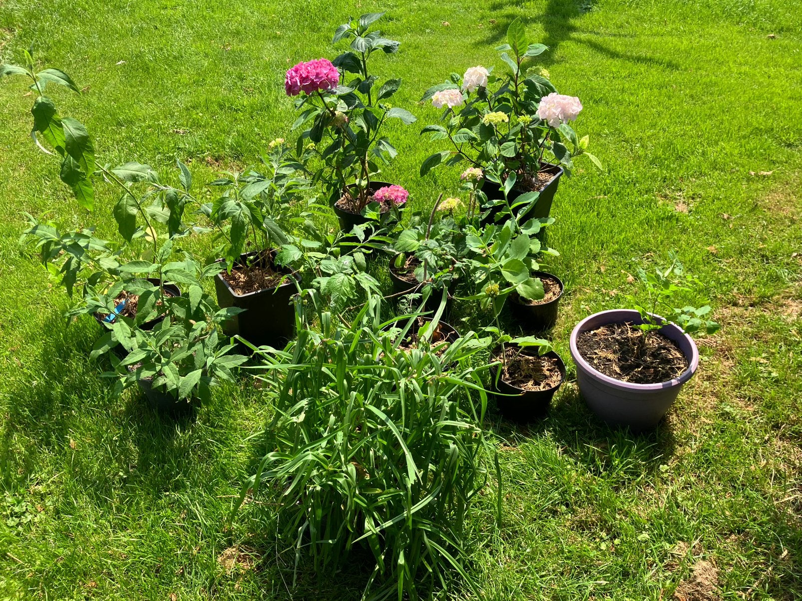 Verschillende planten te koop advertentie lezen aub, Tuin en Terras, Ophalen, Overige soorten