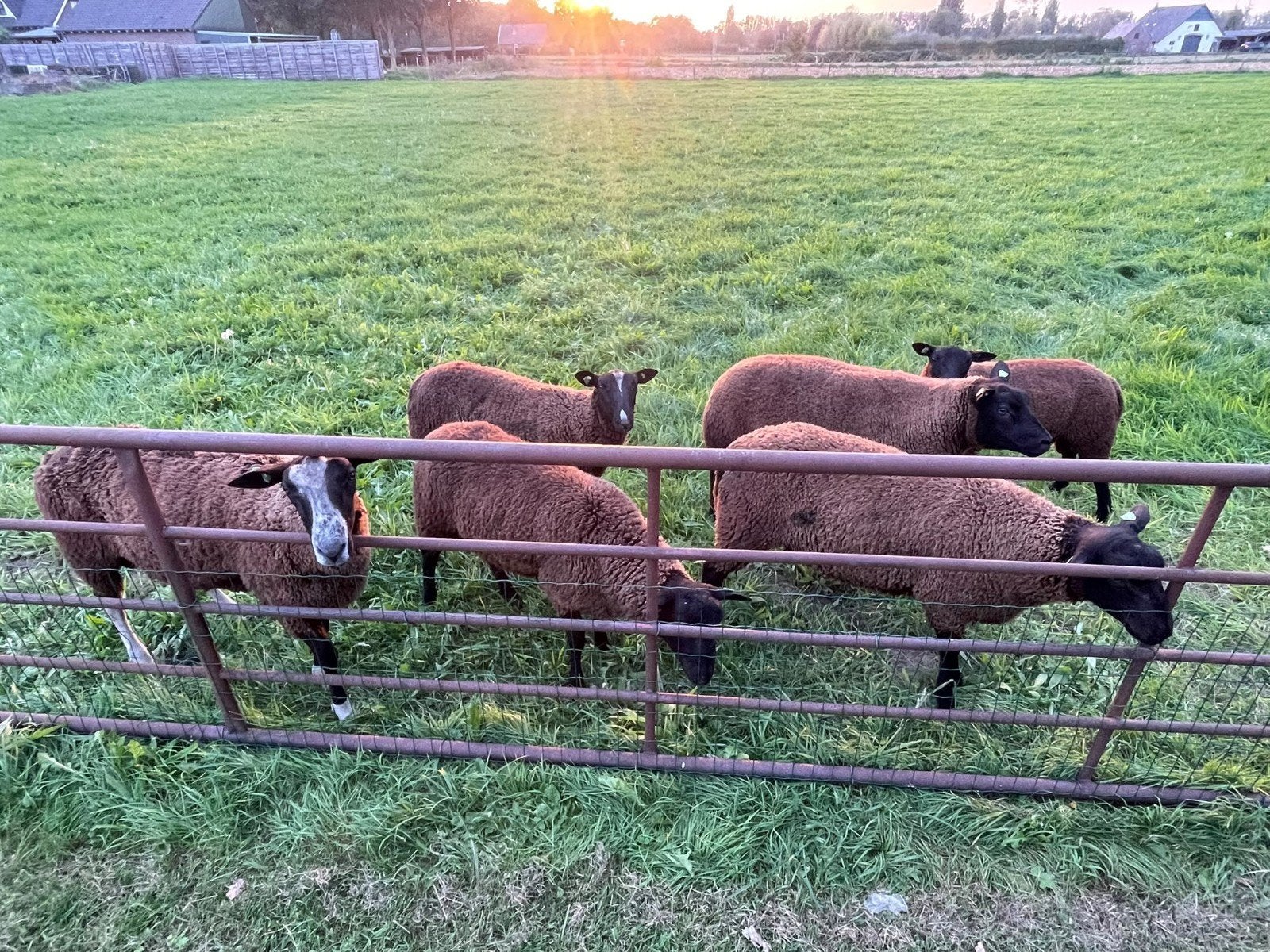 Dekrammen, Mannelijk, Schaap
