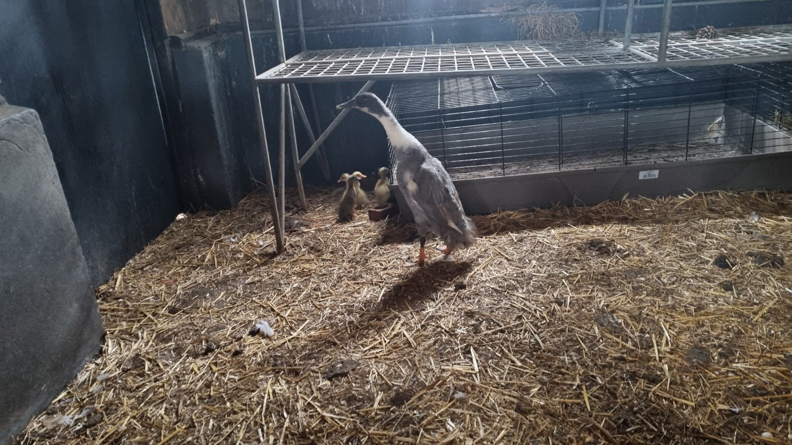 loopeend met 5 pulletjes, Dieren en Toebehoren, Pluimvee, Geslacht onbekend, Eend