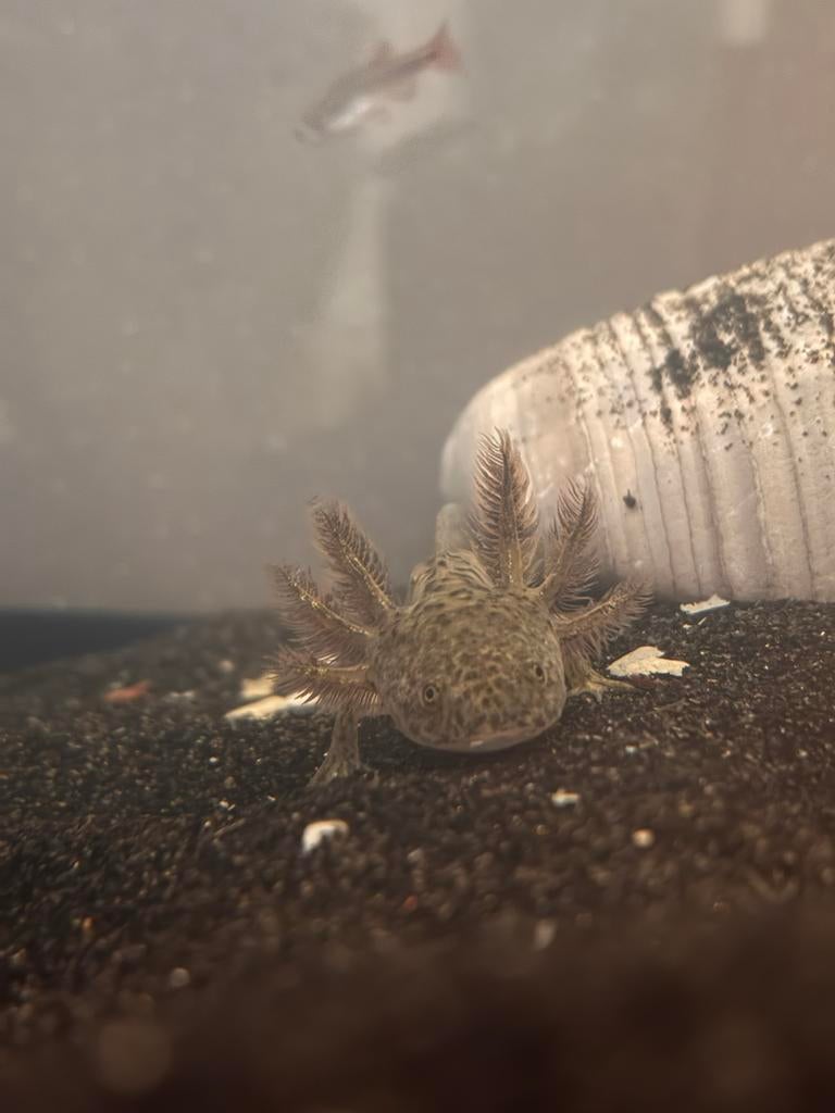 2x axolotl, Vis
