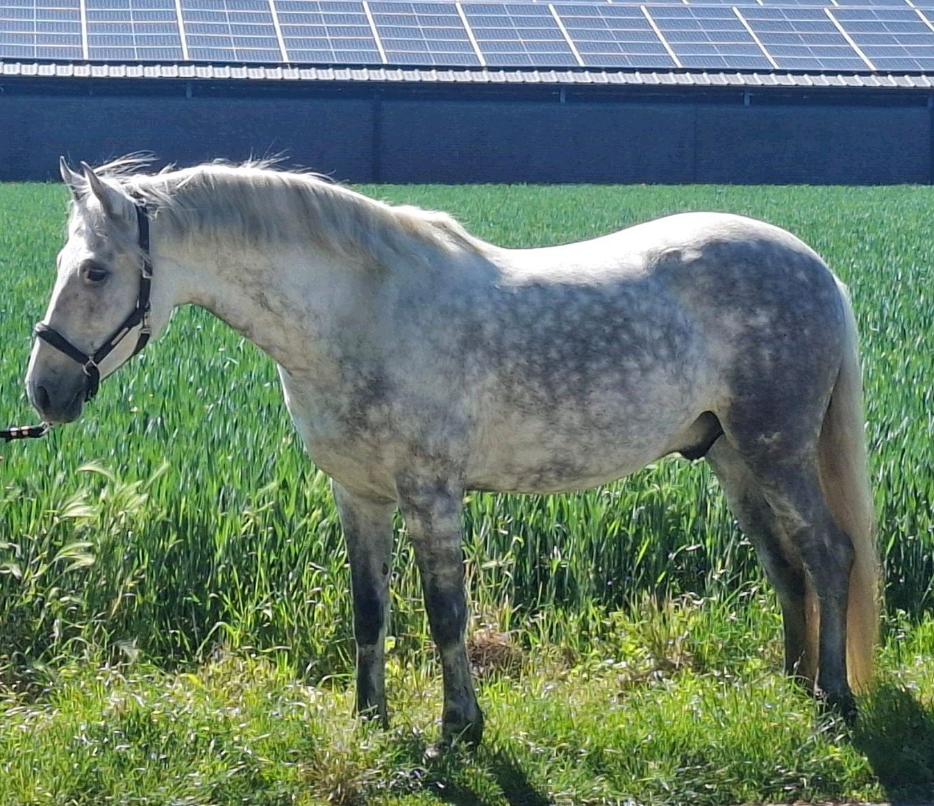 Paard te koop 7 jarige spaanse ruin, Dieren en Toebehoren, Ruin