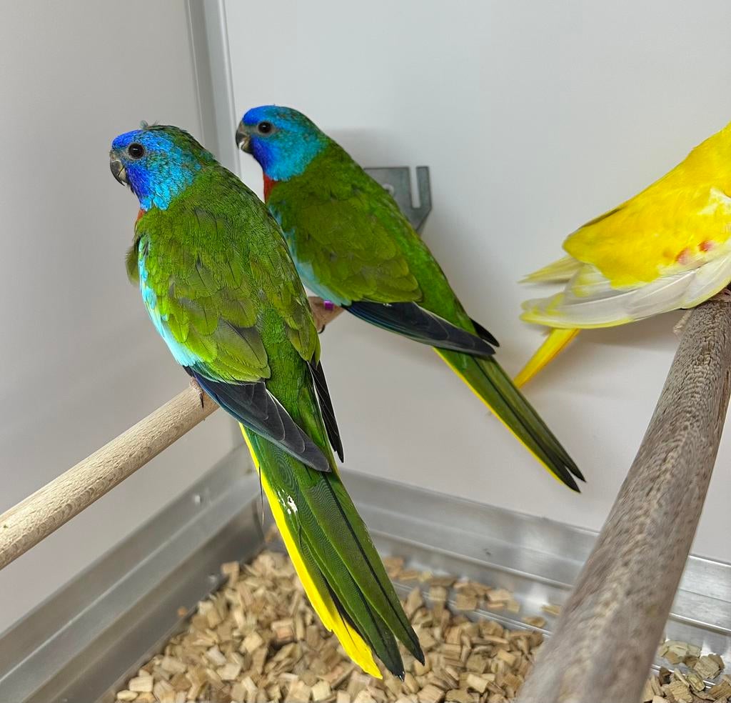 Koppel en losse man Splendid parkieten, Meerdere dieren, Parkiet
