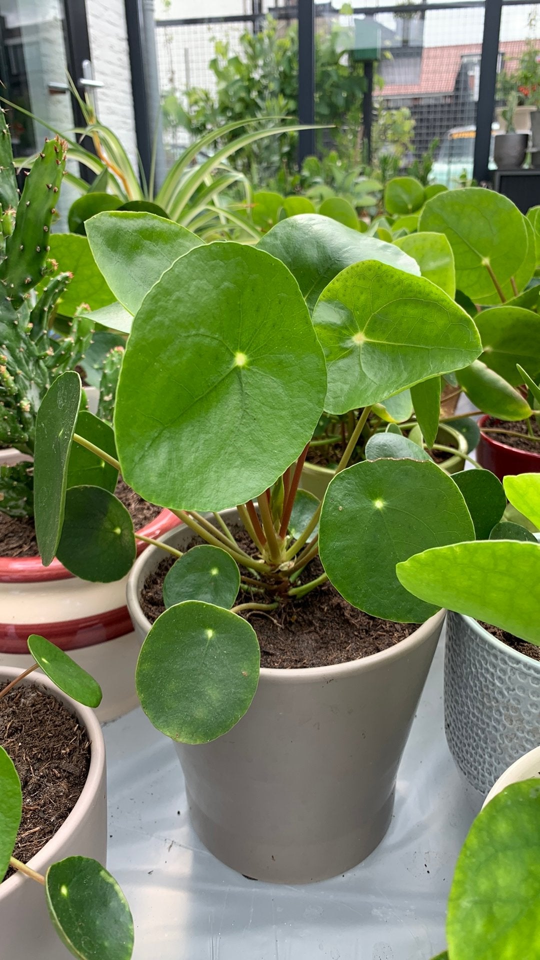 Pannenkoekplant met pot €5, Huis en Inrichting, Kamerplanten, Ophalen, Halfschaduw, Minder dan 100 cm