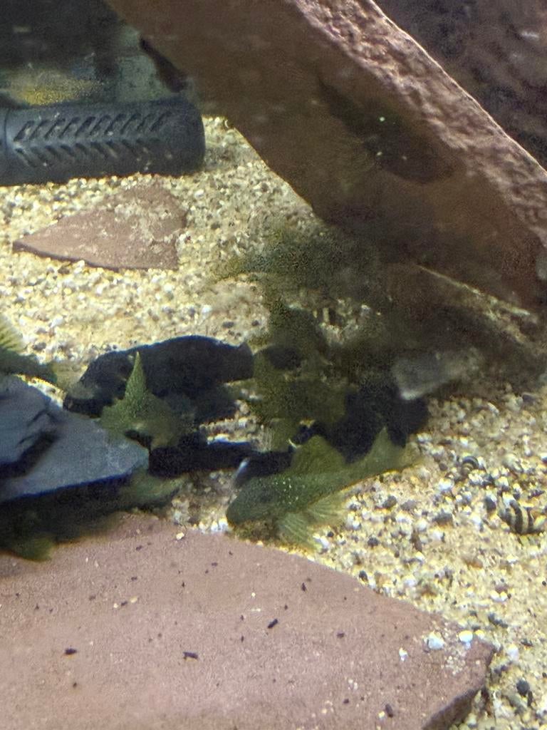 L200 - hemiancistrus subviridis - green phantom maat s, Dieren en Toebehoren, Vissen | Aquariumvissen, Vis, Zoetwatervis