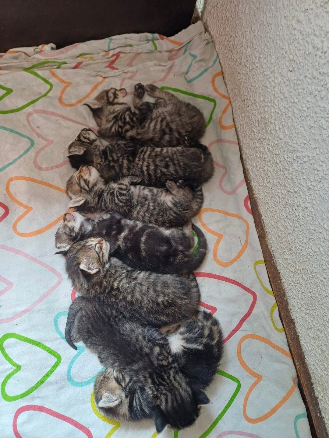 kittens cyperse te koop, Dieren en Toebehoren, Katten en Kittens | Overige Katten, Meerdere dieren