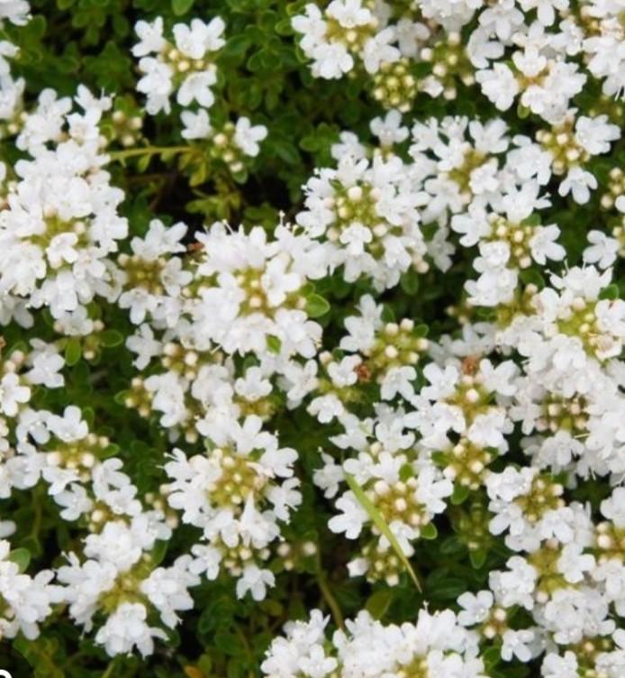 Thymus praecox Albiflorus P9, Ophalen of Verzenden, Vaste plant, Bodembedekkers, Halfschaduw