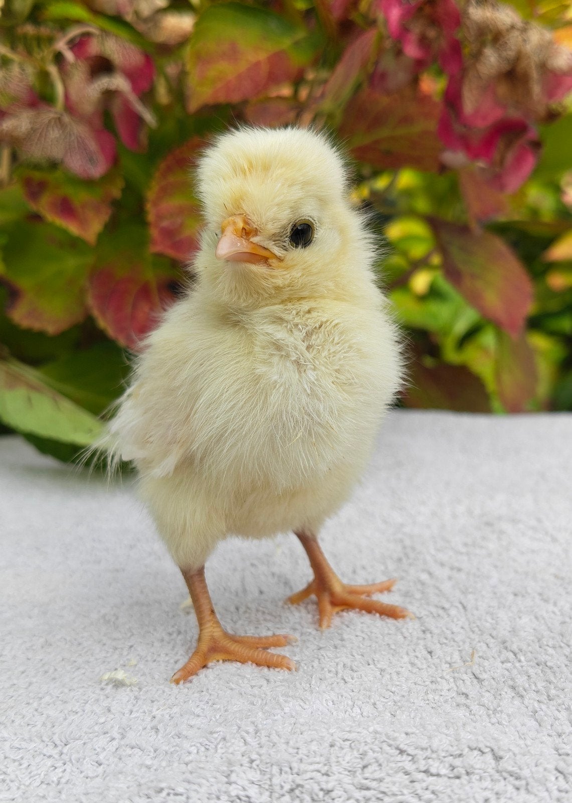 Padua kuikens/ gesexte hennetjes, Dieren en Toebehoren, Vrouwelijk, Kip