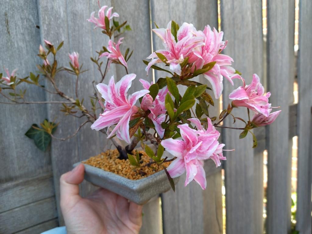 Kleine bonsai azalea, Overige soorten, Lente, Minder dan 100 cm, Ophalen