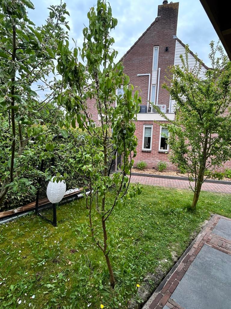 Gratis perenboom - Zelf uitgraven, Ophalen, Zo goed als nieuw
