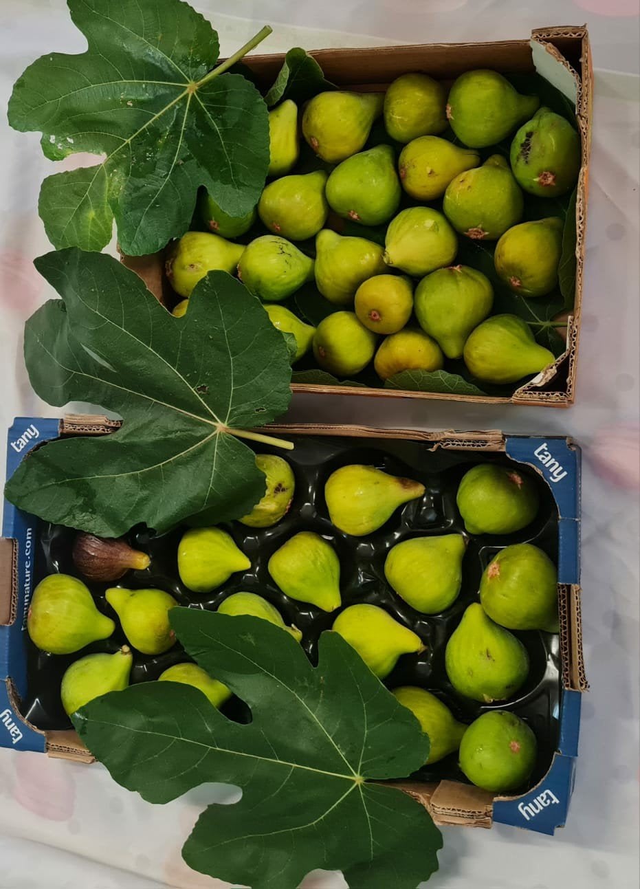 Vers vijgen is biologische net geplukt van eigen tuin in Rot, Ophalen of Verzenden, Minder dan 100 cm, Overige soorten
