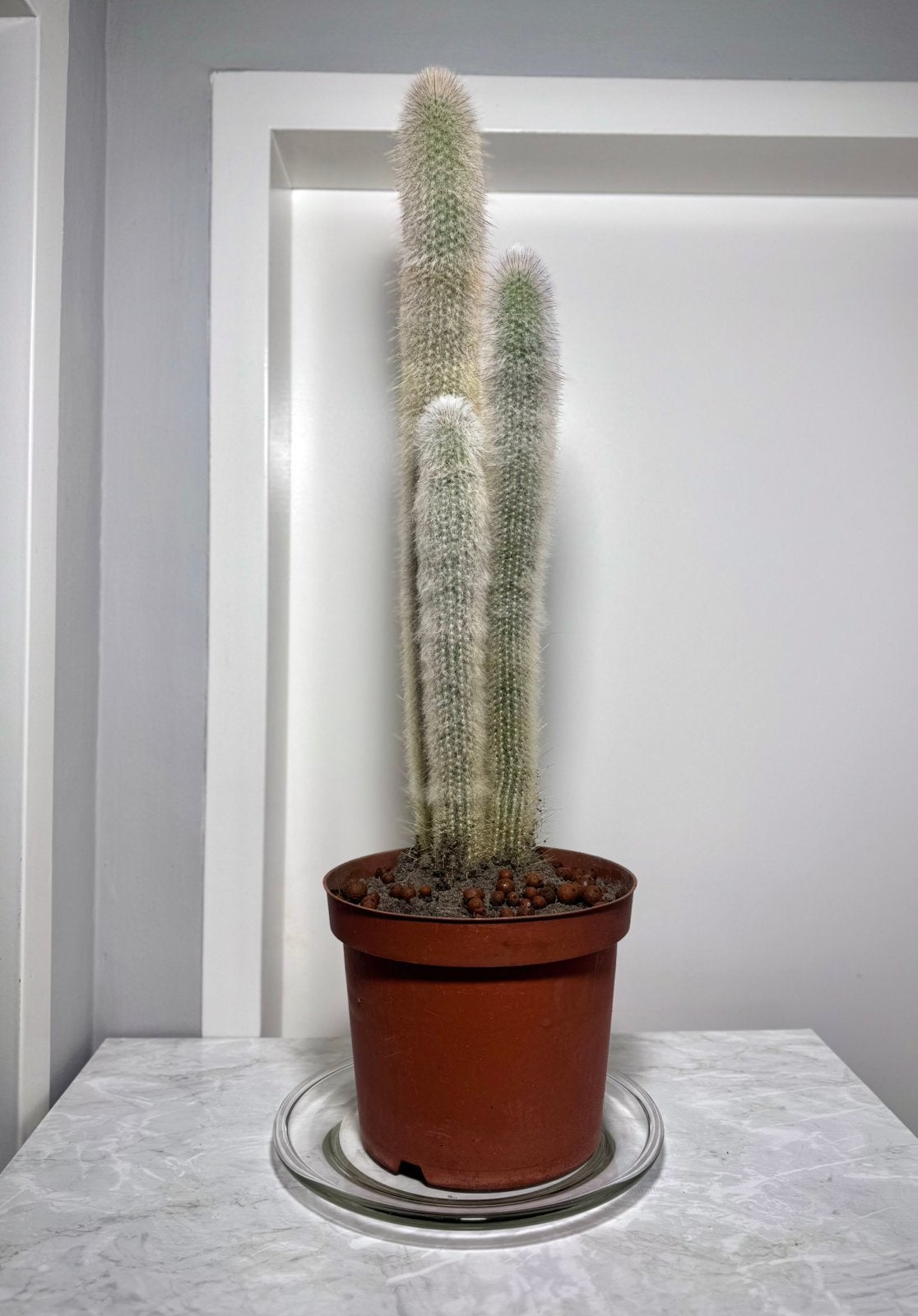 grote Cactus plant 52cm hoog kamerplant volle zon, Huis en Inrichting, Ophalen, Cactus, Volle zon, Minder dan 100 cm