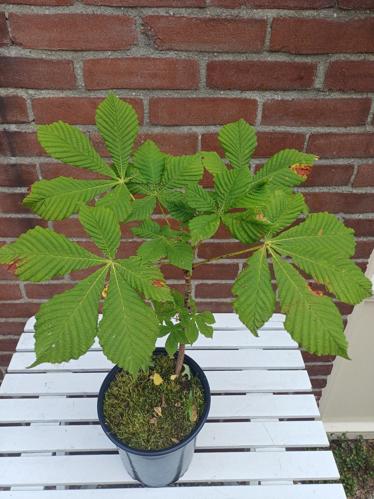 Jonge Paardenkastanje (Aesculus hippocastanum), Volle zon, Vaste plant, Lente, Ophalen